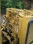 CAT Roller