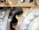 CAT 317BL
